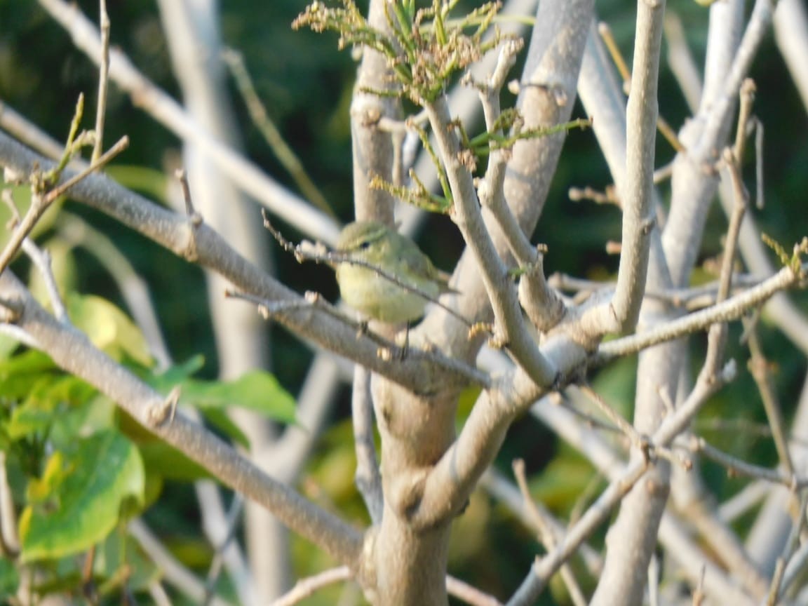 Green Warbler - ML646789026
