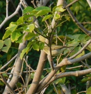 Green Warbler - ML646789027