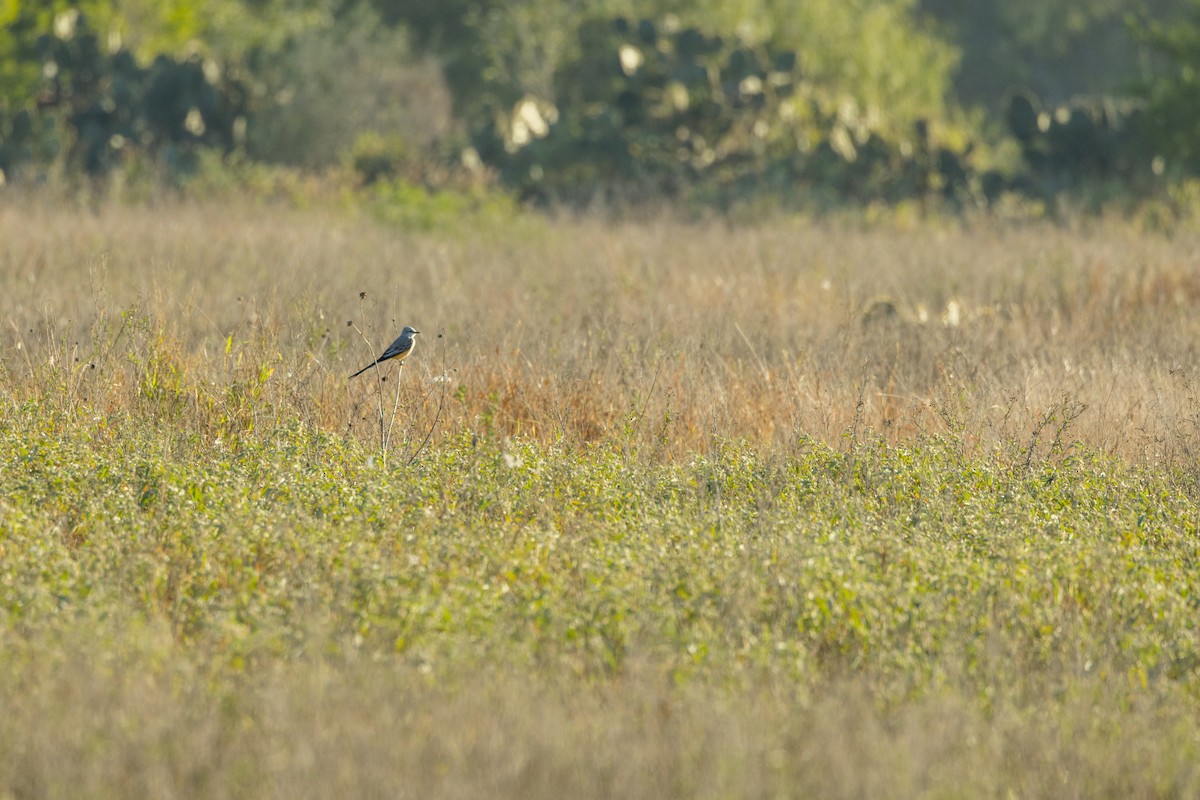 Scissor-tailed Flycatcher - ML646789033