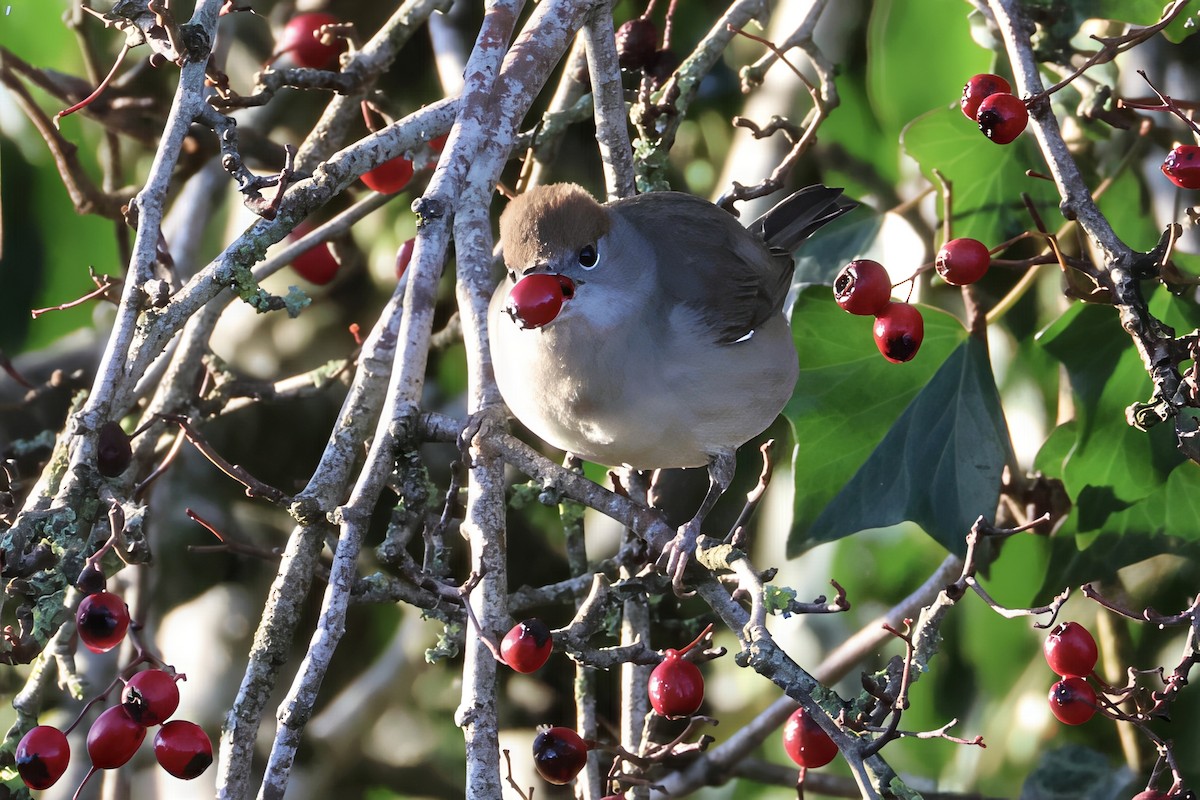 Eurasian Blackcap - ML646789039