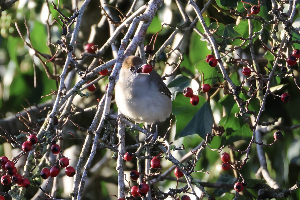 Eurasian Blackcap - ML646789040