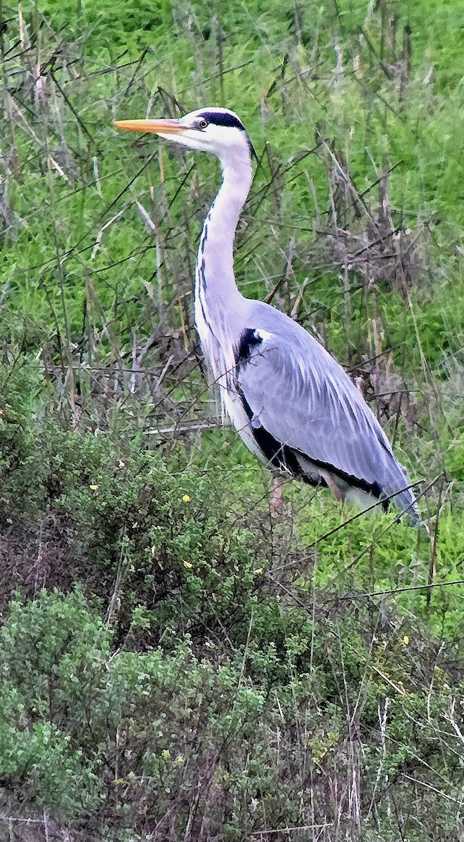 Чапля сіра - ML646789043