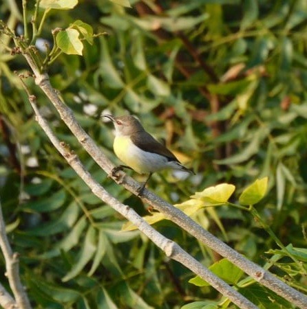 Purple-rumped Sunbird - ML646789045
