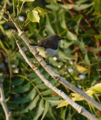 Purple-rumped Sunbird - ML646789046