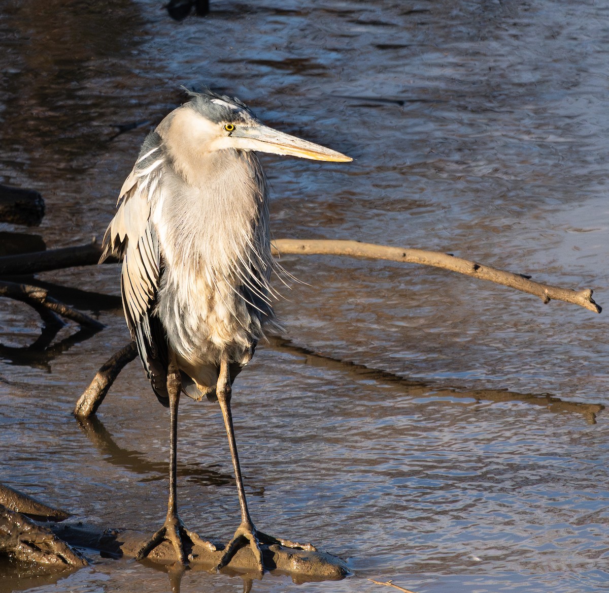 volavka velká - ML646789048