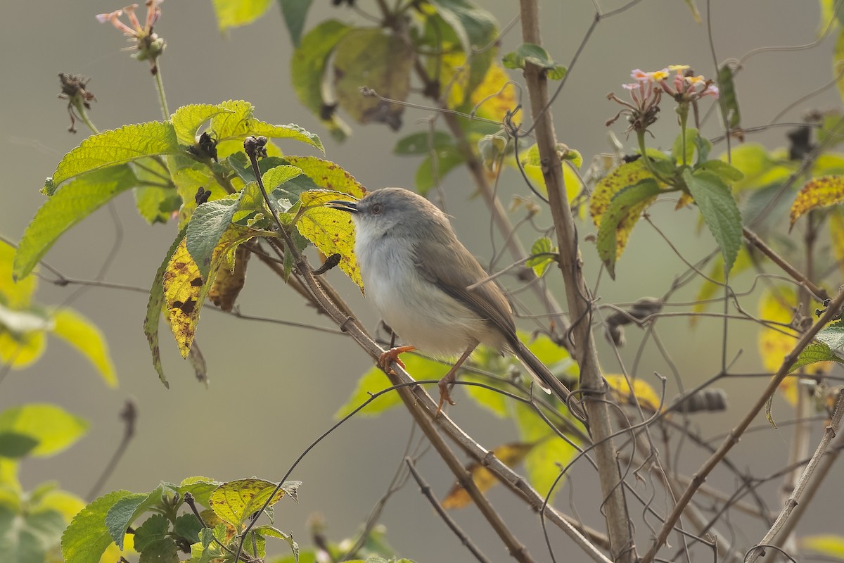 Gray-breasted Prinia - ML646789049