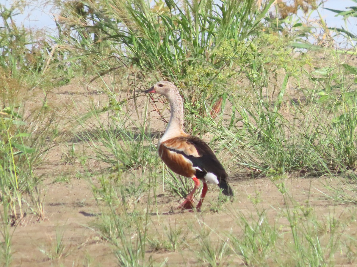 amazongås - ML646789050