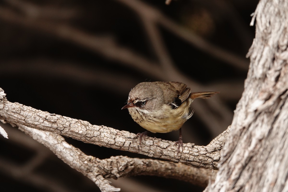 Spotted Scrubwren - ML646789051
