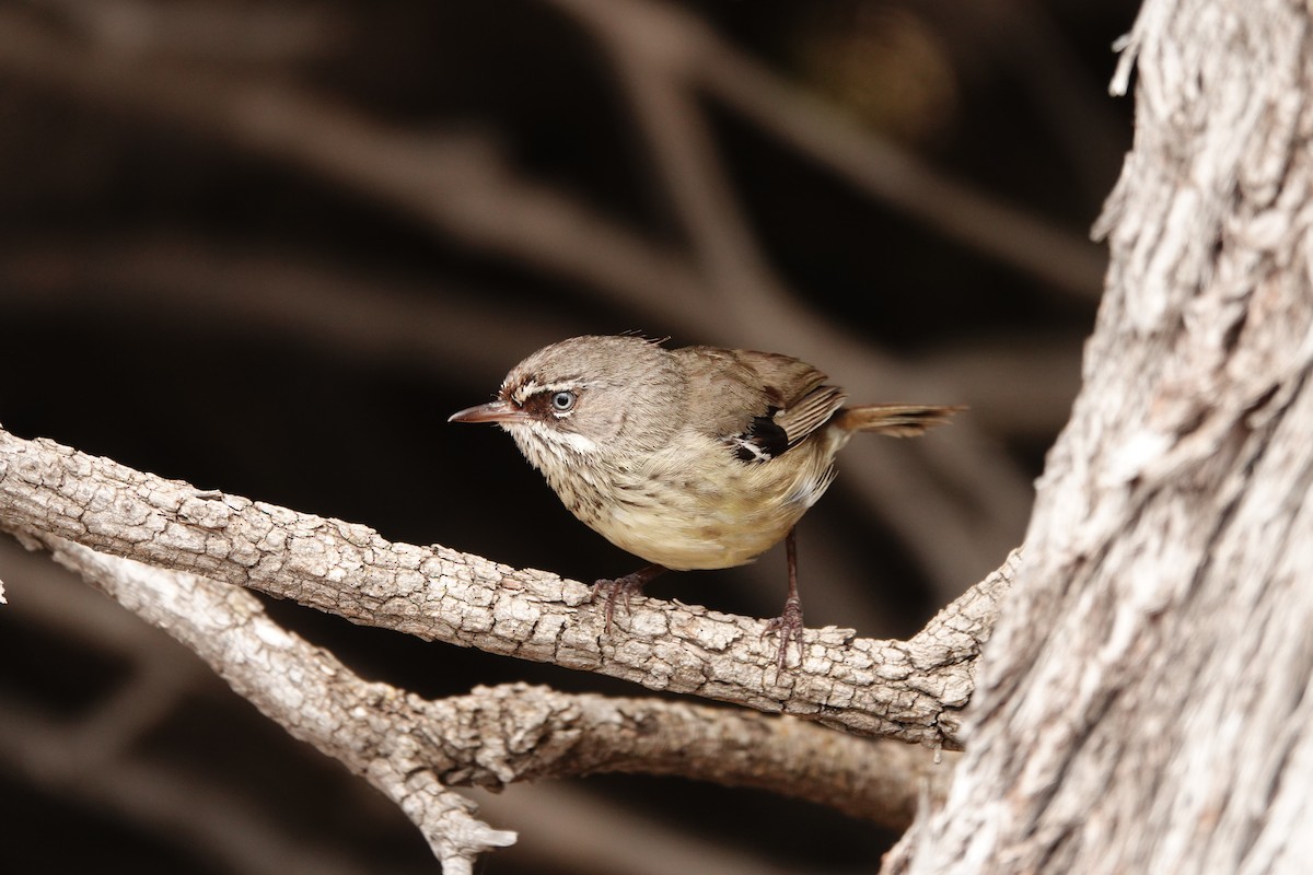 Spotted Scrubwren - ML646789052