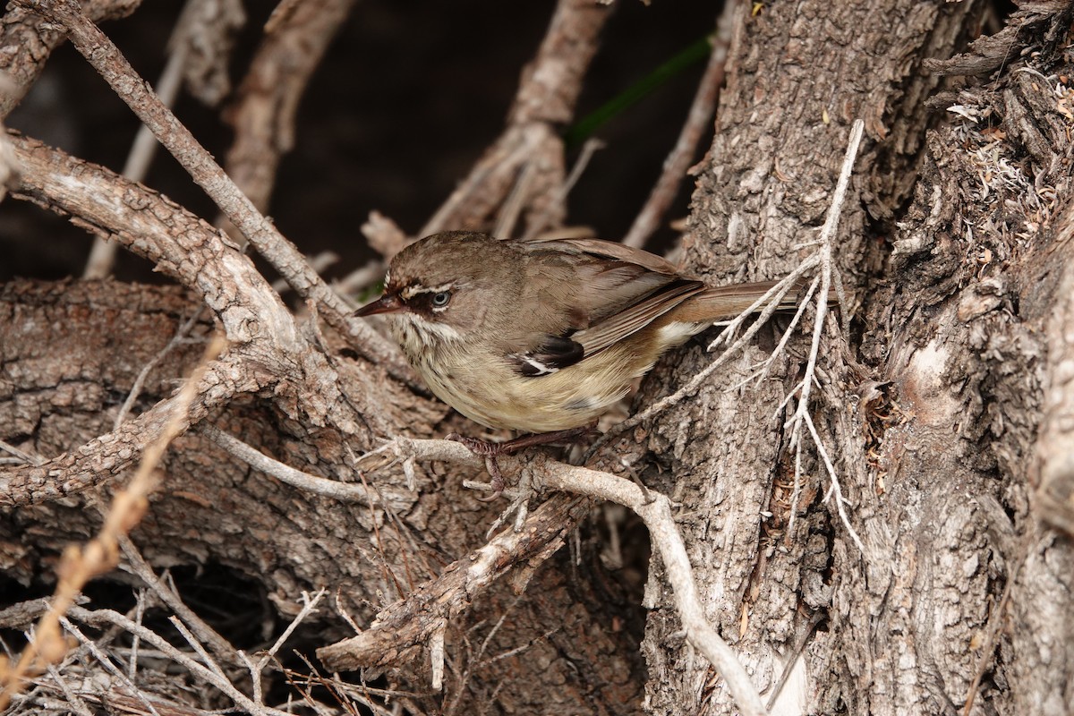 Spotted Scrubwren - ML646789053