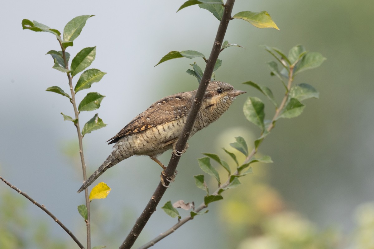 Eurasian Wryneck - ML646789054