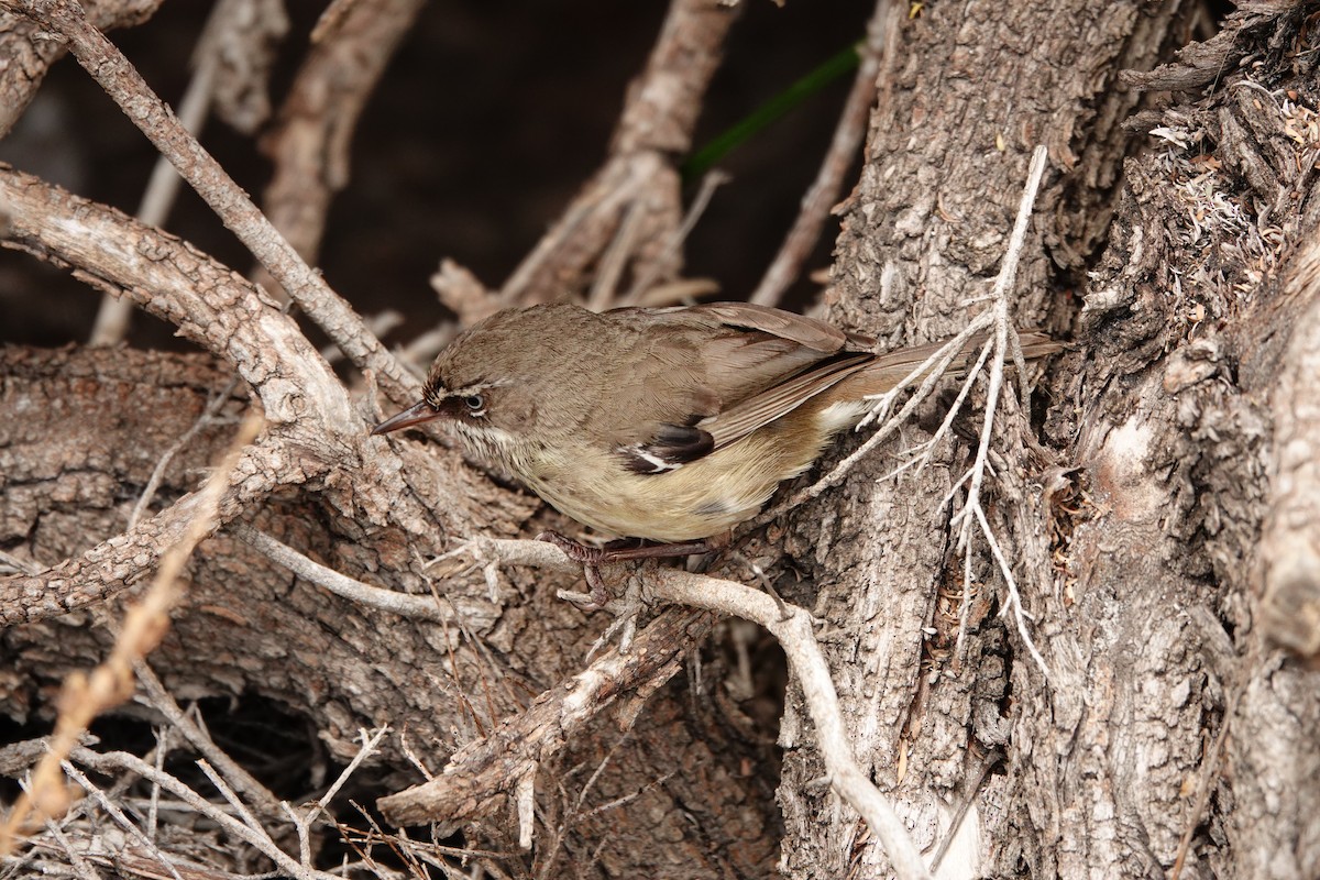 Spotted Scrubwren - ML646789055