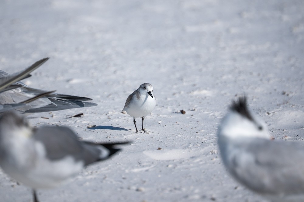 Piovanello tridattilo - ML646789056