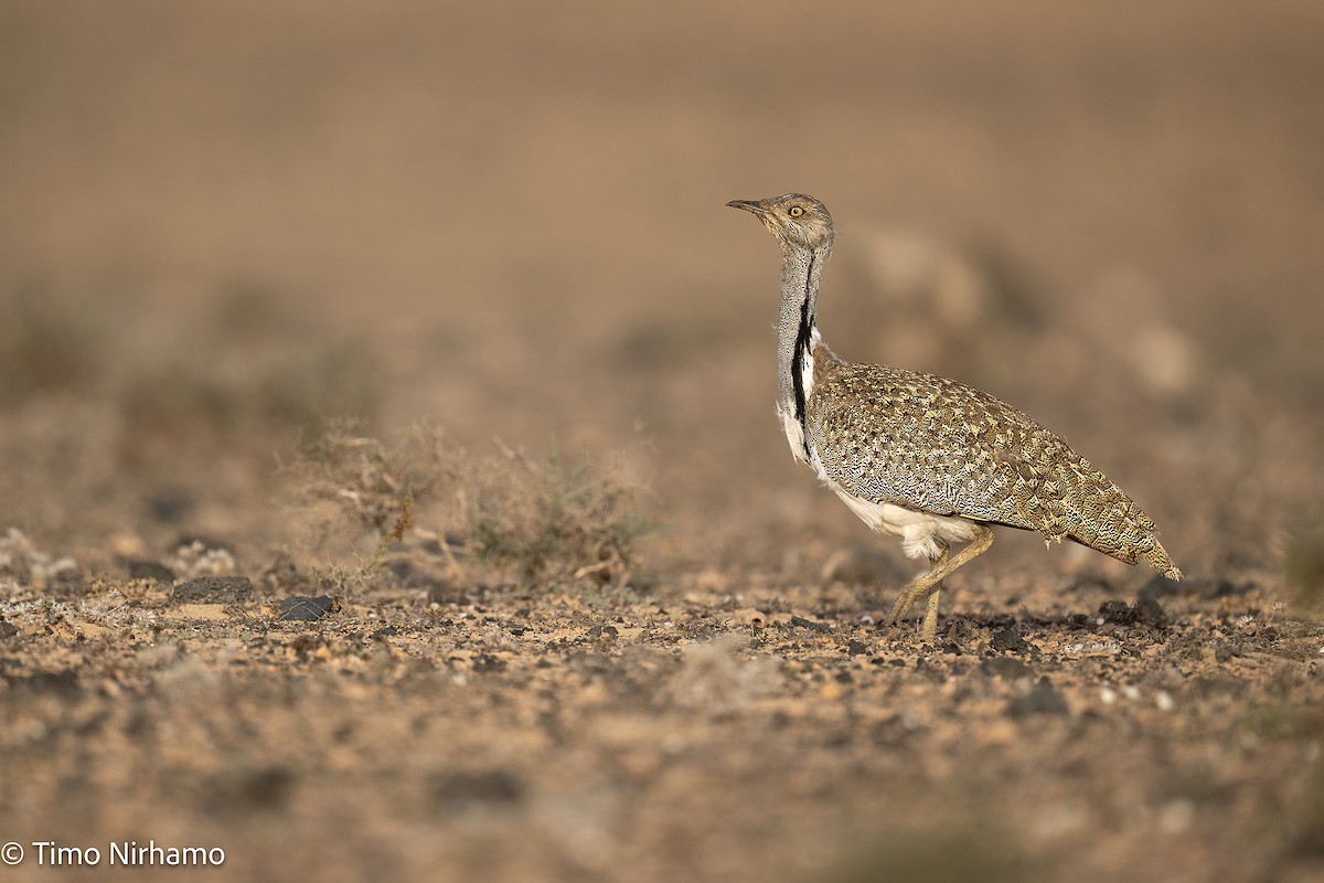 African Houbara - ML646789057