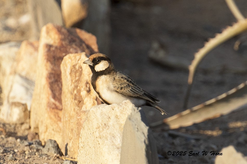 Fischer's Sparrow-Lark - ML646789058