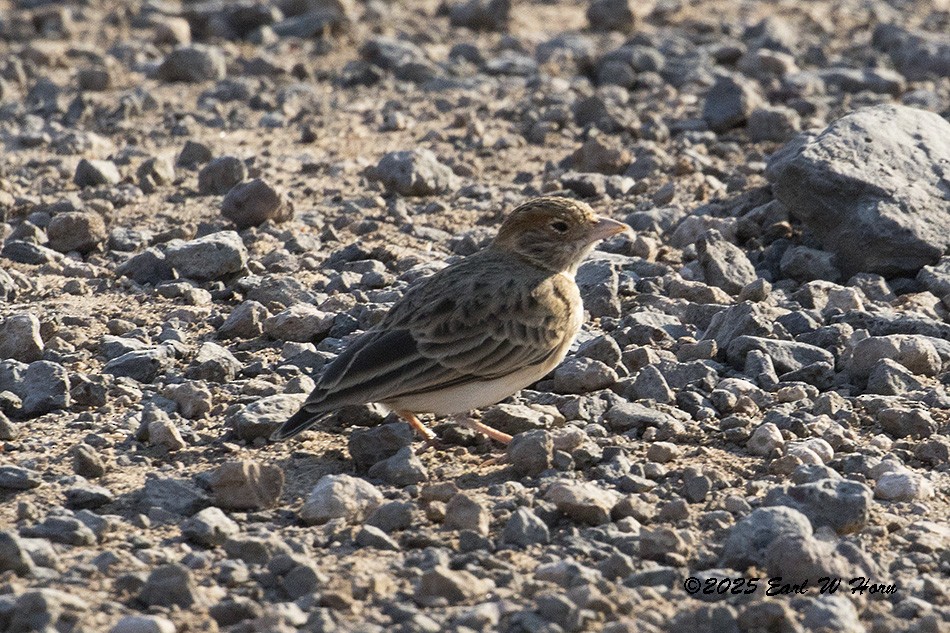 Fischer's Sparrow-Lark - ML646789059
