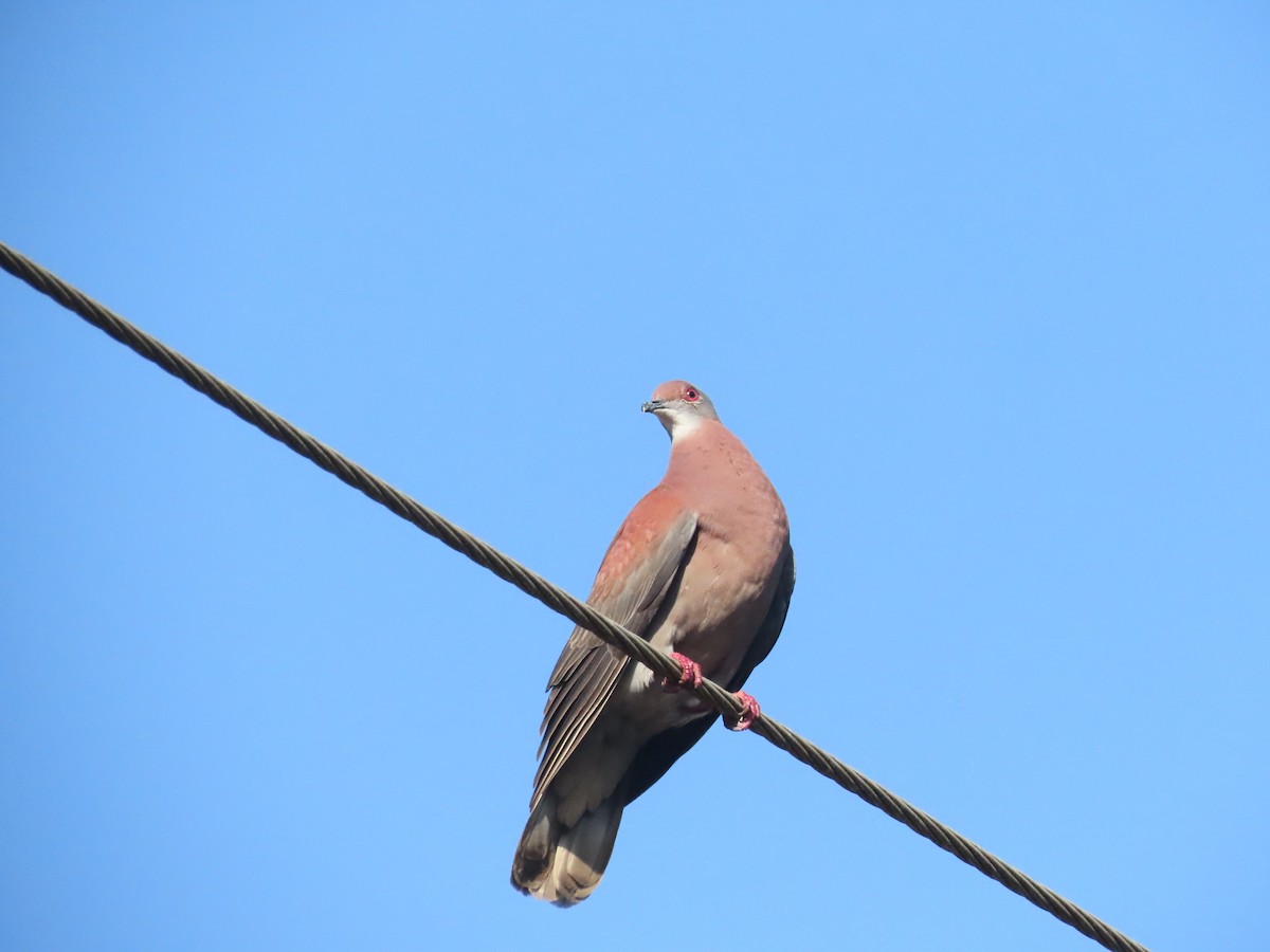 kajennedue - ML646789069