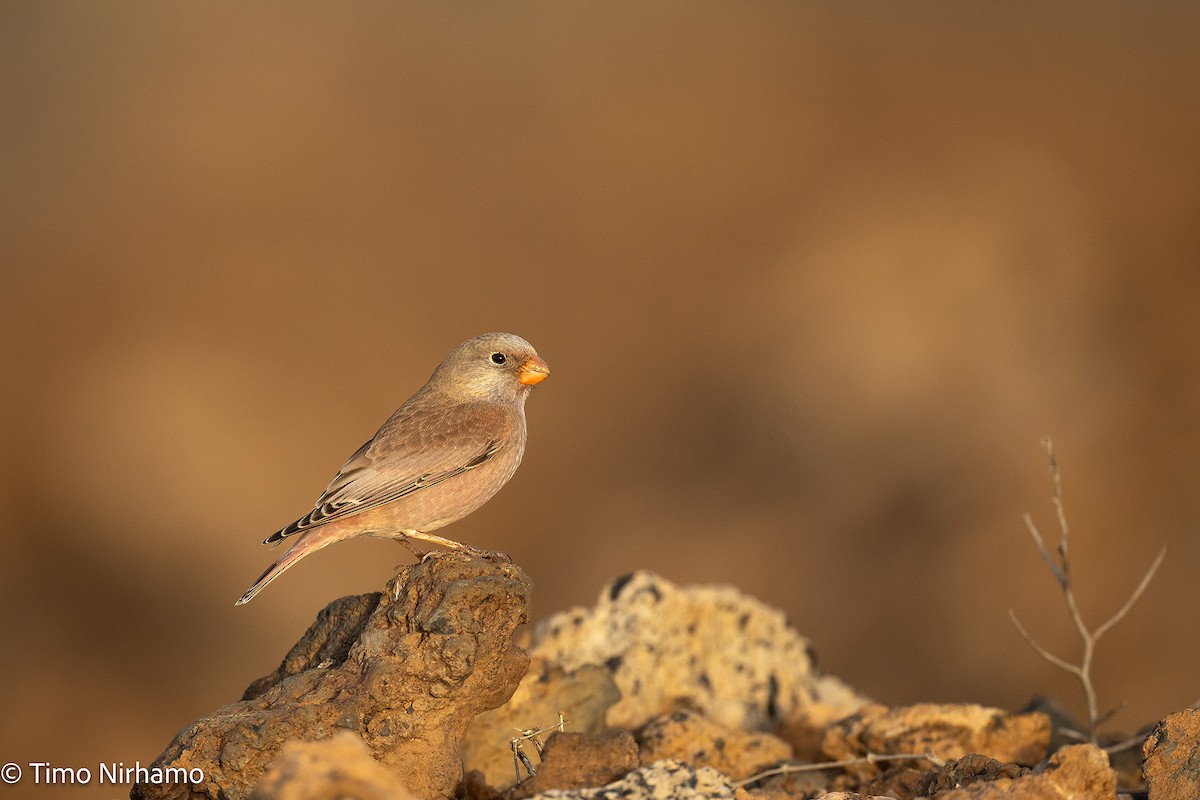 Trumpeter Finch - ML646789070