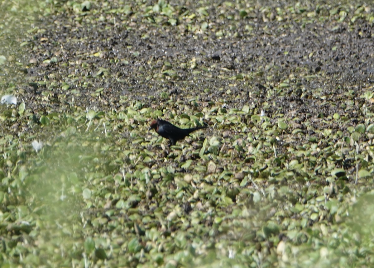 Chestnut-capped Blackbird - ML646789072