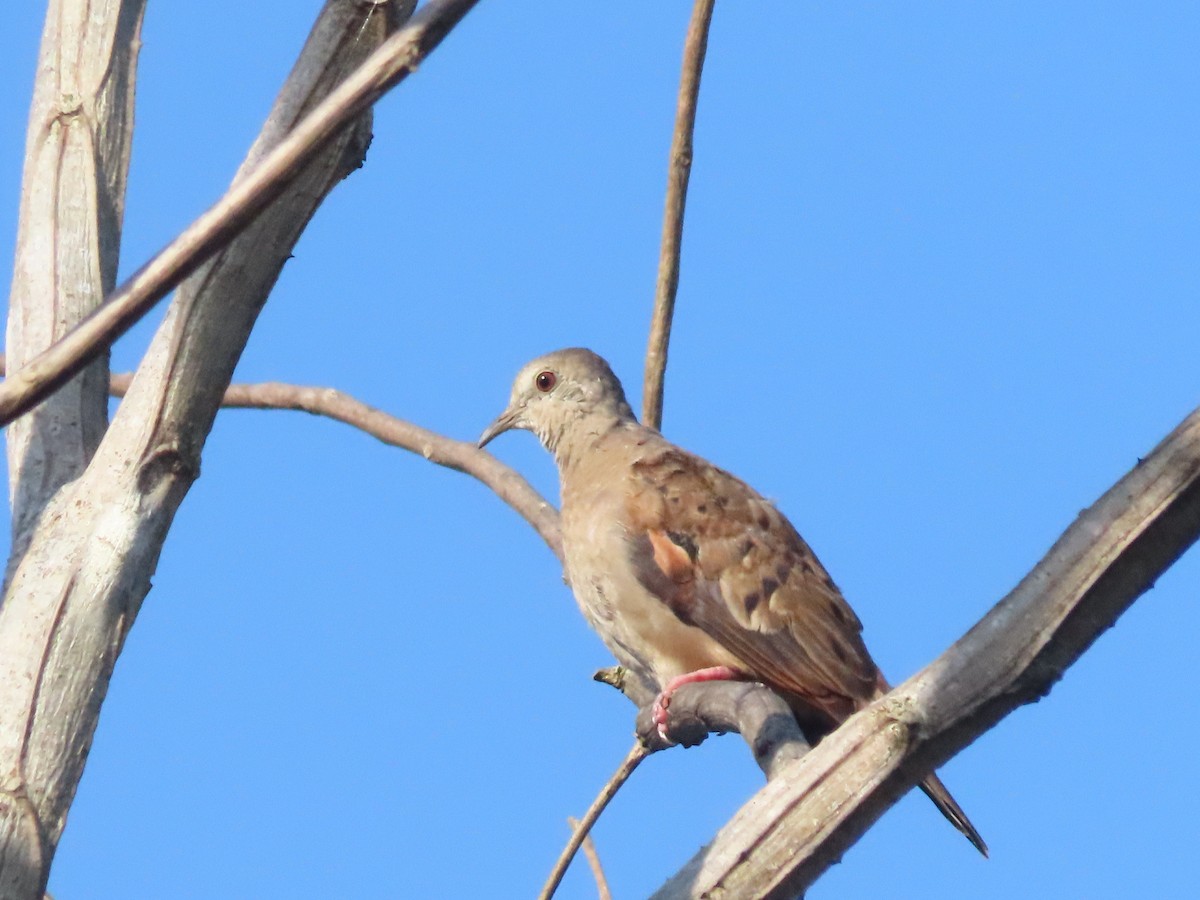 kaneldue - ML646789073