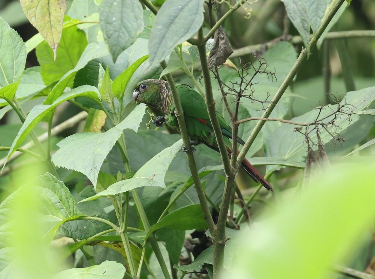 Cotorra Colinegra - ML646789074