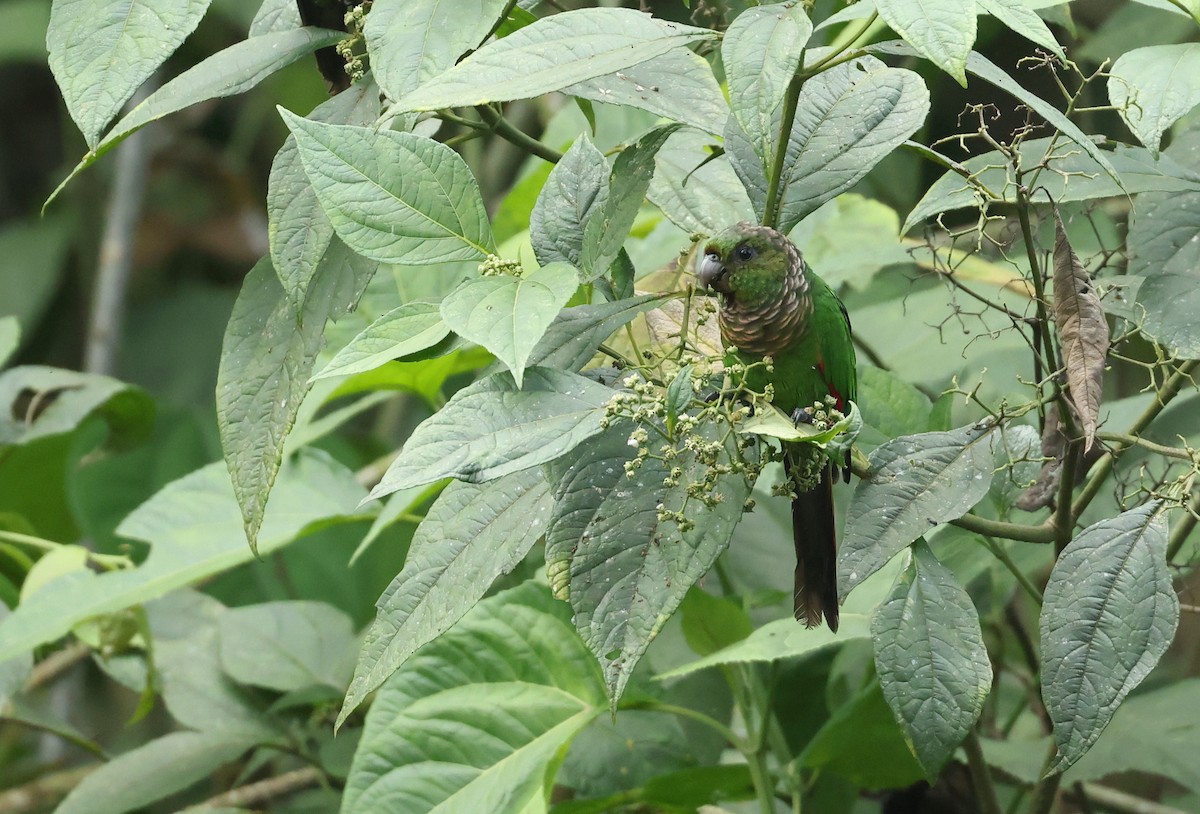 Cotorra Colinegra - ML646789075