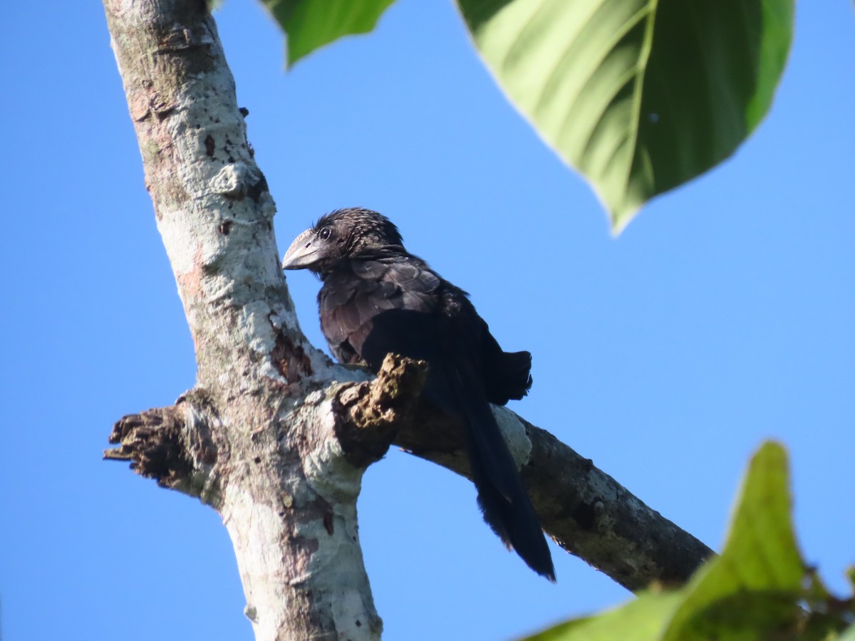 glattnebbani - ML646789076