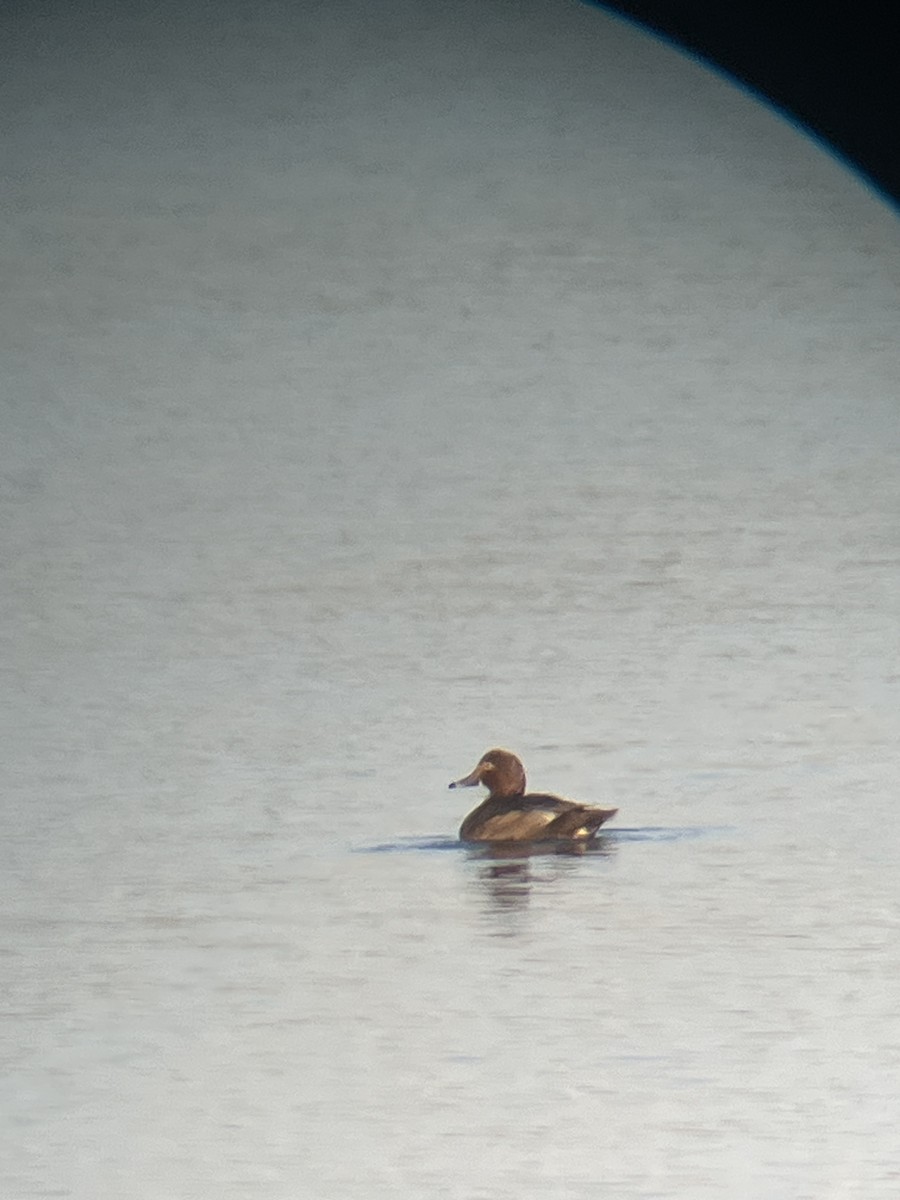 Murgilari burugorria - ML646789077