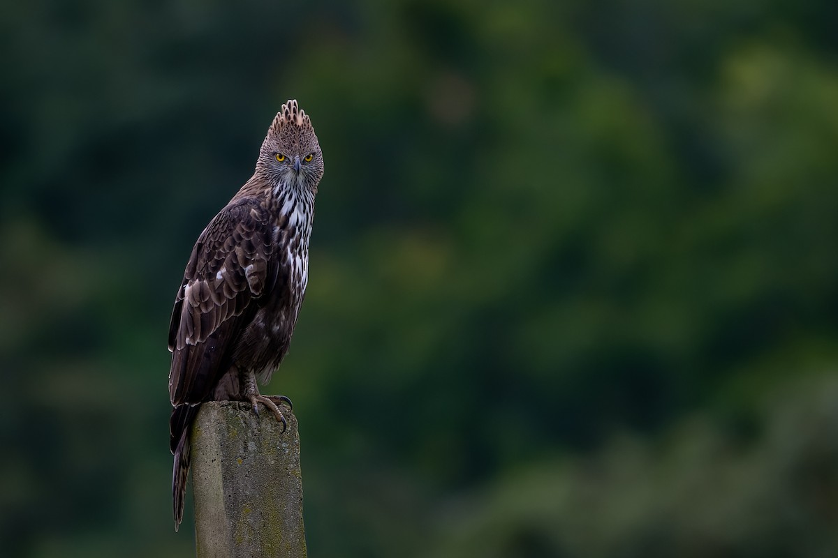 Indienhaubenadler - ML646789082