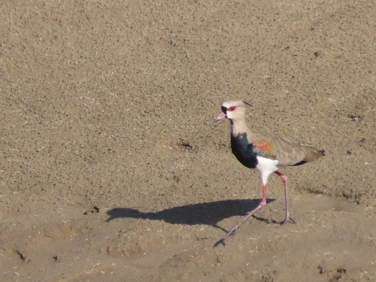 bronsevipe - ML646789083