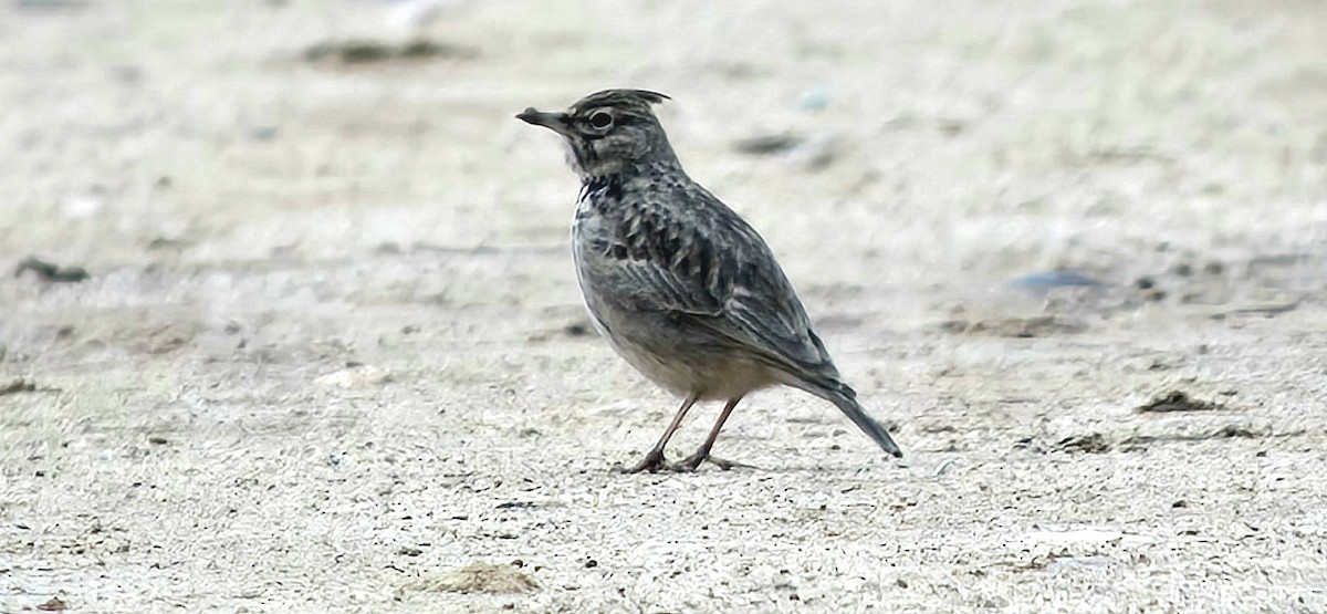 Посмітюха звичайна - ML646789084