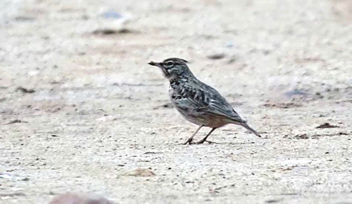 Посмітюха звичайна - ML646789085