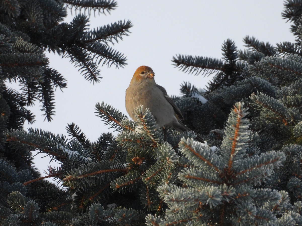 Tayga Çütresi - ML646789087