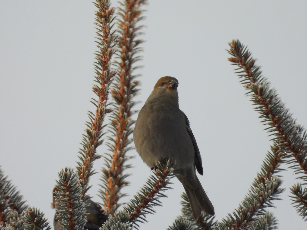 Tayga Çütresi - ML646789088