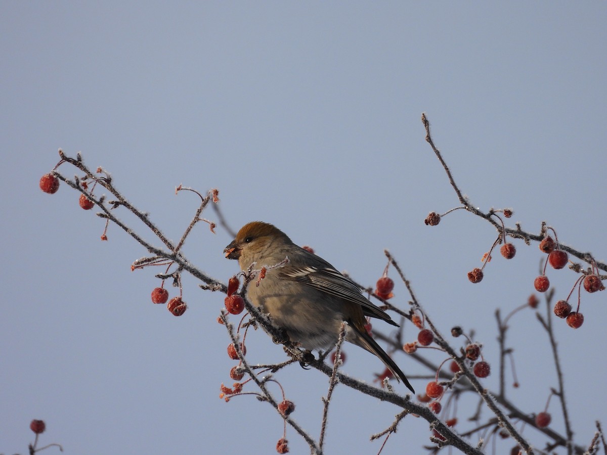 Tayga Çütresi - ML646789089