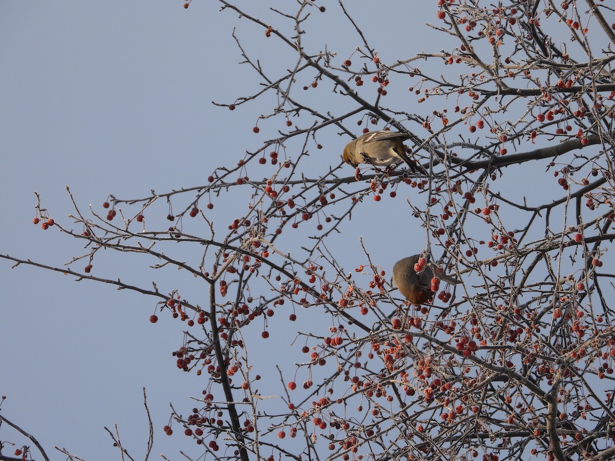 Tayga Çütresi - ML646789090