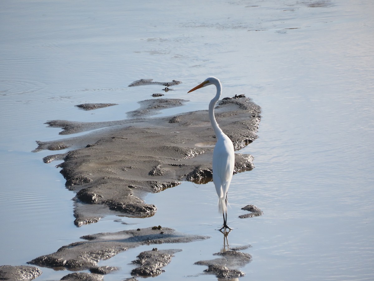 egretthegre - ML646789092