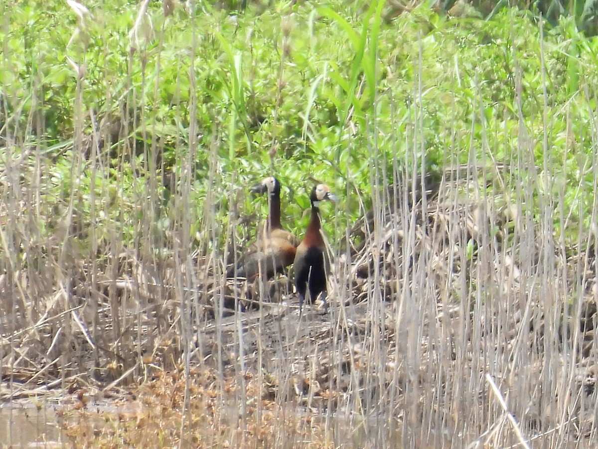 Dendrocigna facciabianca - ML646789101