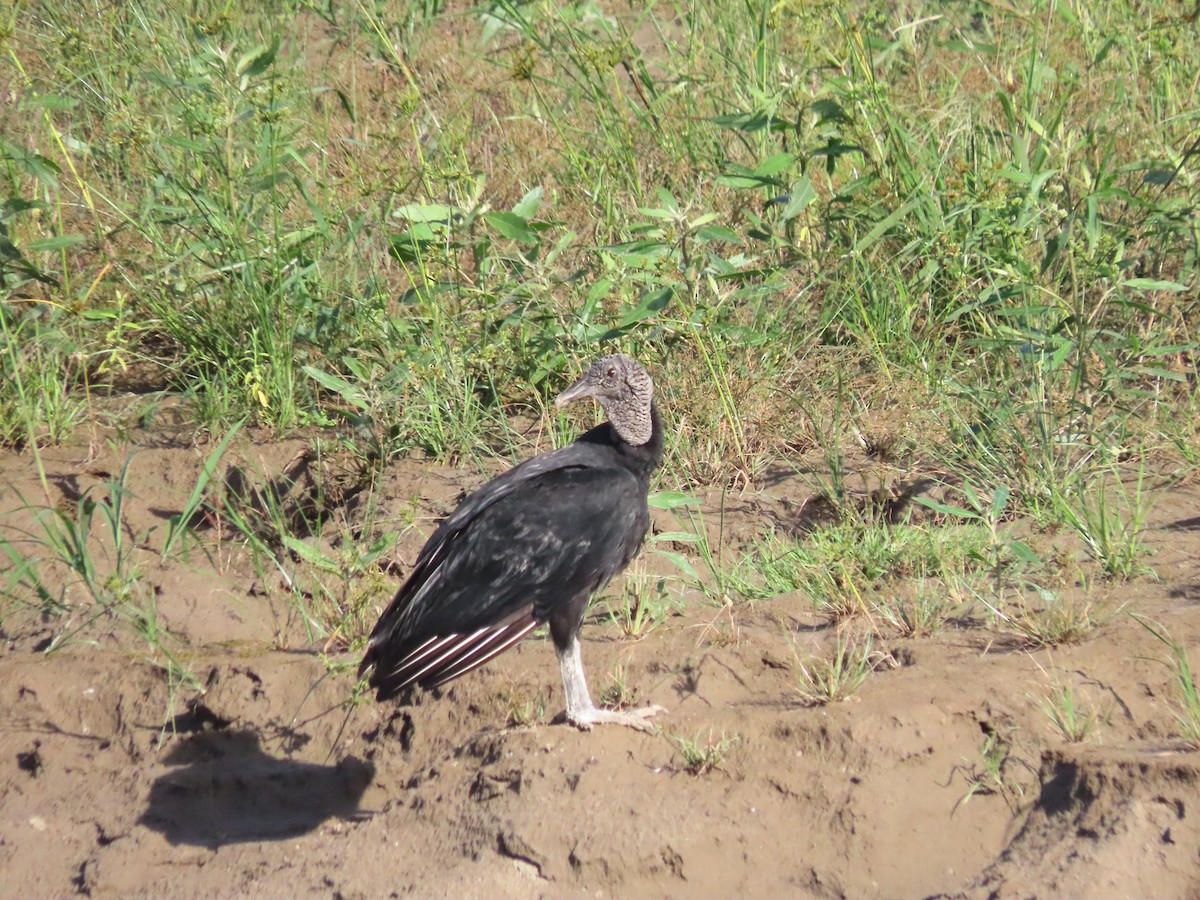 Rabengeier - ML646789103