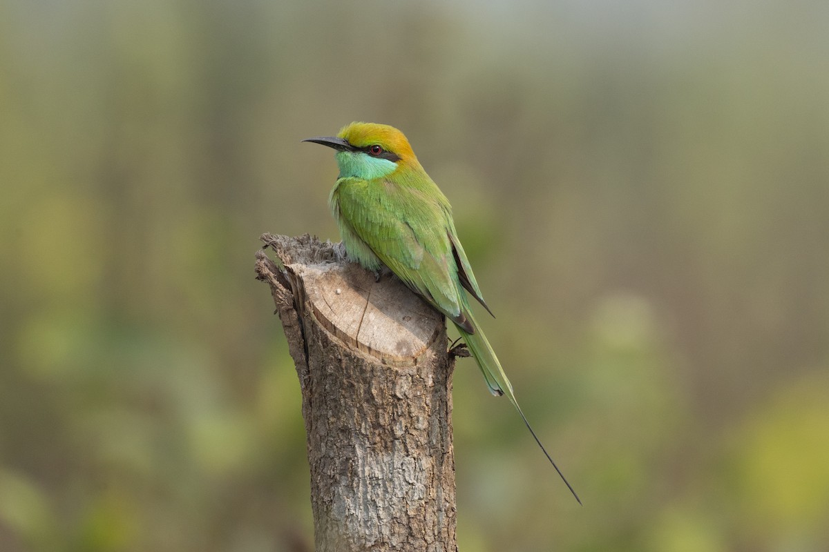 Asian Green Bee-eater - ML646789106