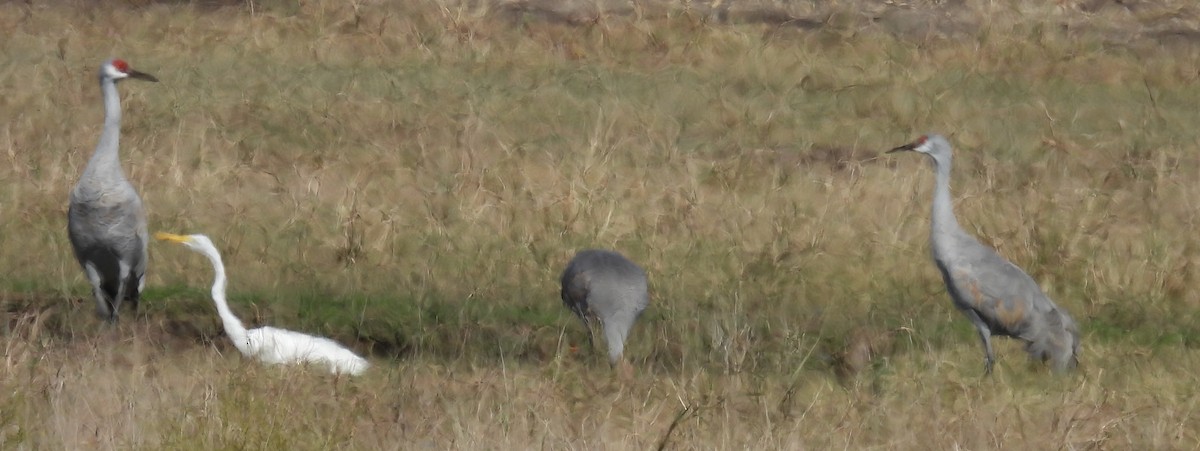 Канадский журавль - ML646789107