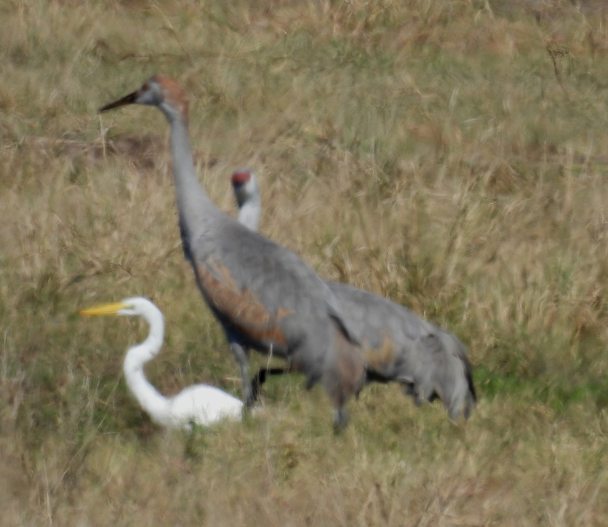 Канадский журавль - ML646789108