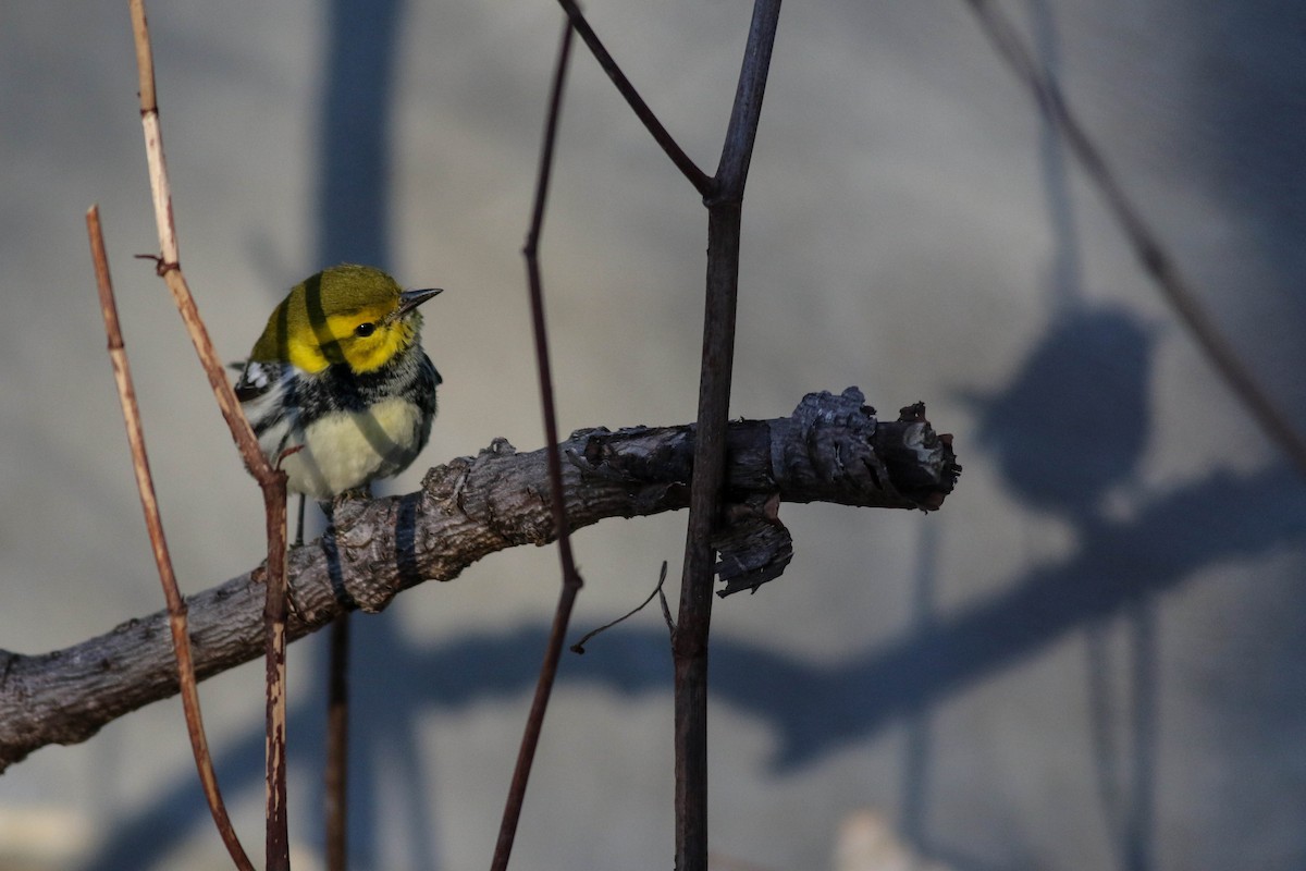 Black-throated Green Warbler - ML646789109