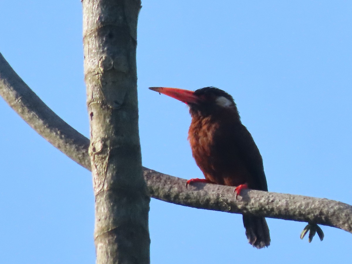 hvitørejakamar - ML646789110