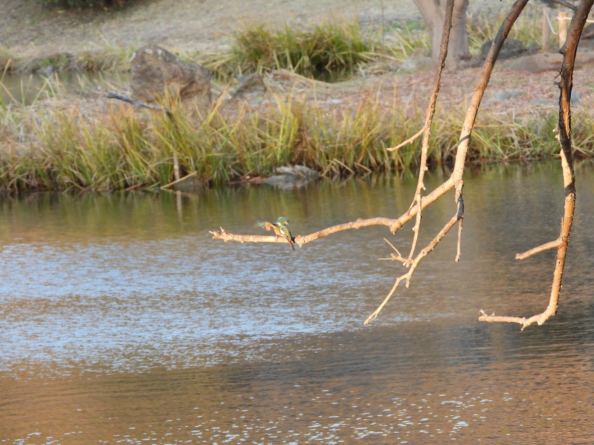 isfugl - ML646789111