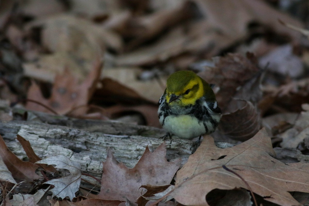 Black-throated Green Warbler - ML646789112