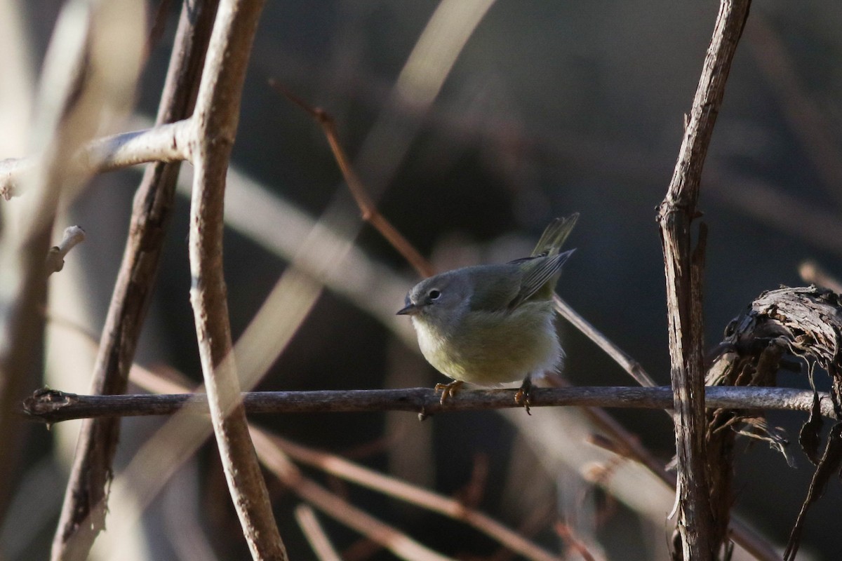 Orange-crowned Warbler (Gray-headed) - ML646789116
