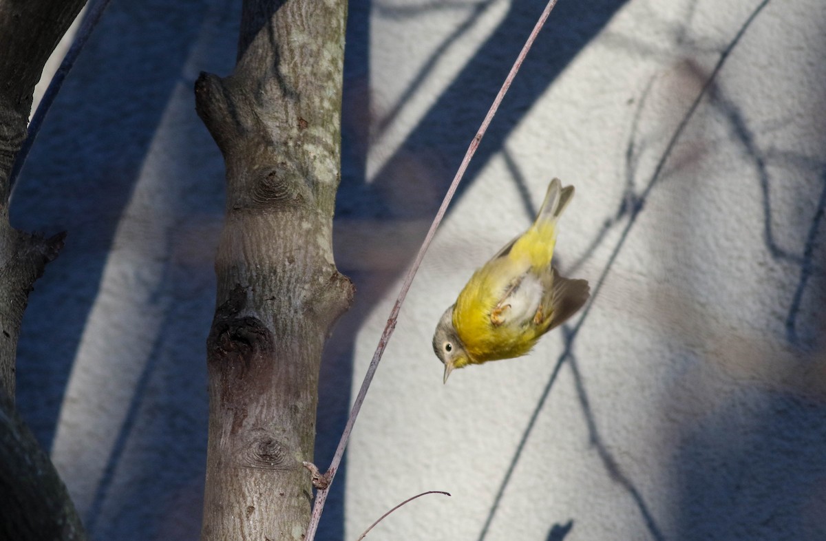 Nashville Warbler - ML646789118