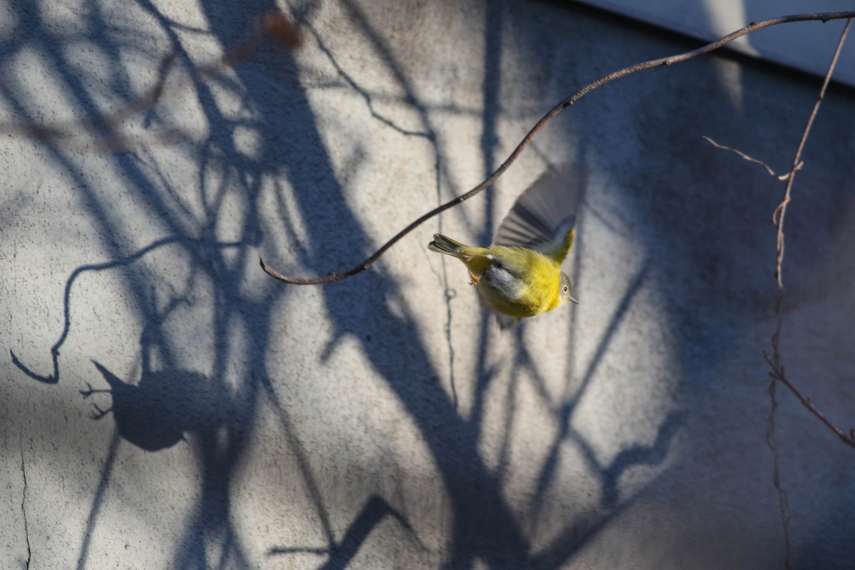 Nashville Warbler - ML646789119