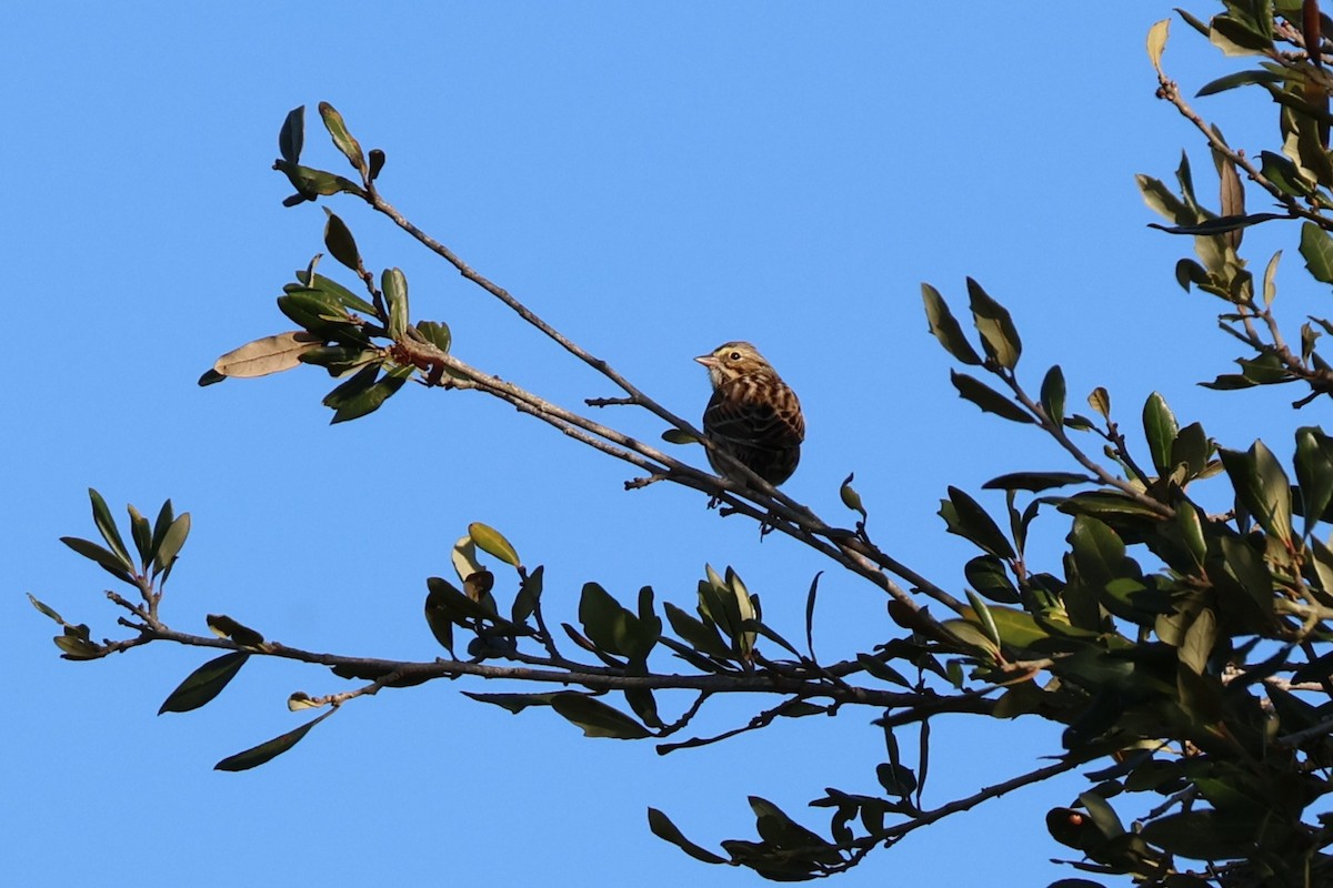 Savannah Sparrow - ML646789120